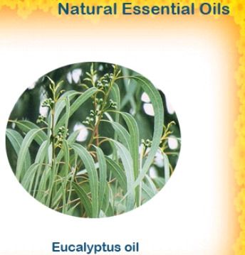 Chinese Eucalyptus Oil