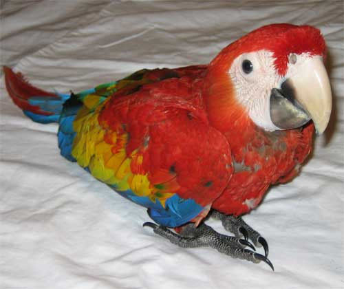 Scarlet Macaws