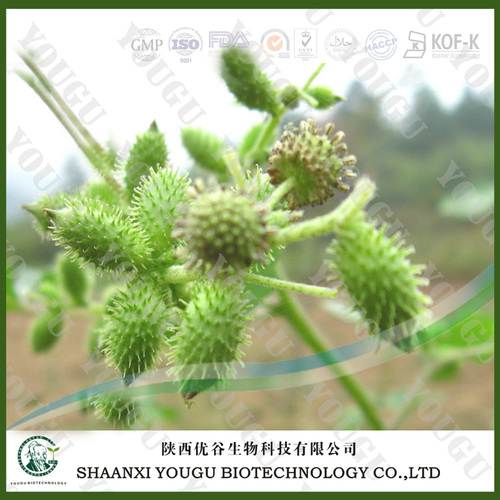 Tribulus Terrestris P.E. 40%~95% Saponins By Shaanxi Yougu Biotechnology Co., Ltd.