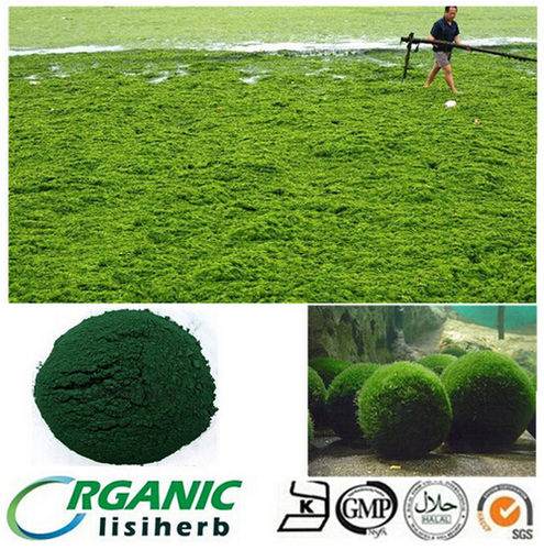 Organic Chlorella Powder