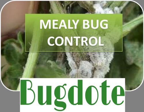 Herbal Mealy Bug Controller