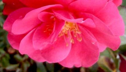 Fresh Red Rose Plant