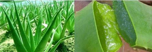 Fresh Aloe Vera