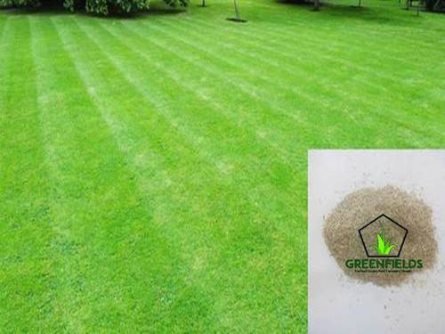 Bermuda Lawn Grass Seeds (Cynodon Dactylon) Moisture (%): 5%