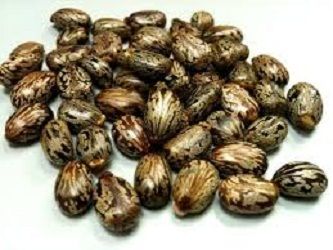 Castor Seeds