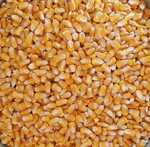 Non GMO Yellow Corn Grade 1,2,3