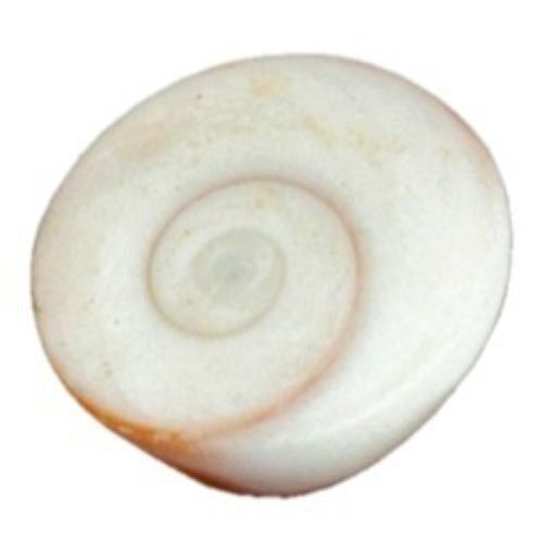 Gomati Chakra - Natural Crystal Stones , Highly Acknowledged For Spiritual Use