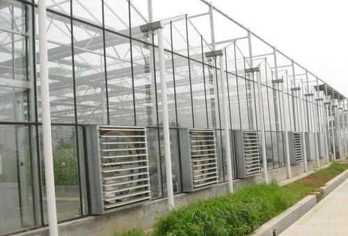 Venlo Glass Greenhouse