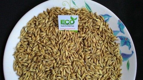 Good Quality Barley