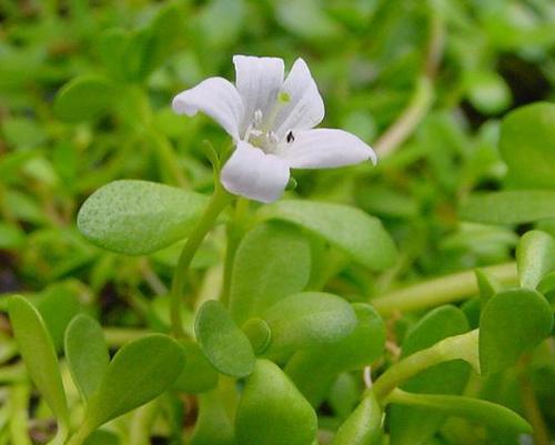 Bacopa Monnieri Powder