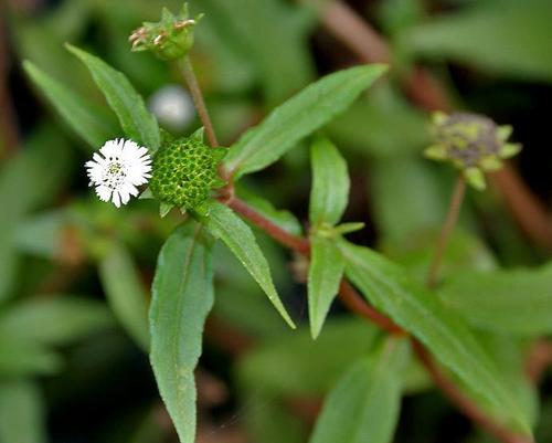 Bhringraj Powder