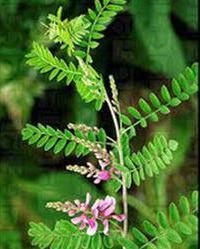 Indigofera Tinctoria