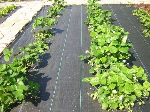 Ground Cover Weed Mat