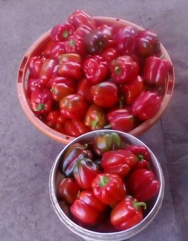 Fresh Red Colour Capsicums