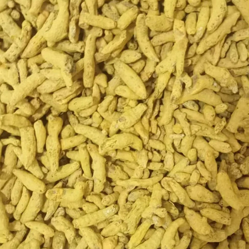 Turmeric Finger - Color: Golden Yellow