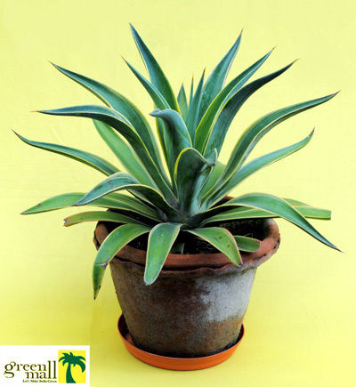 Natural Indoor Plants