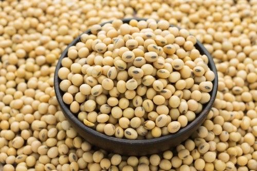 Grade A Organic Soybean Seeds