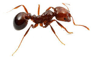 Ant Repellent