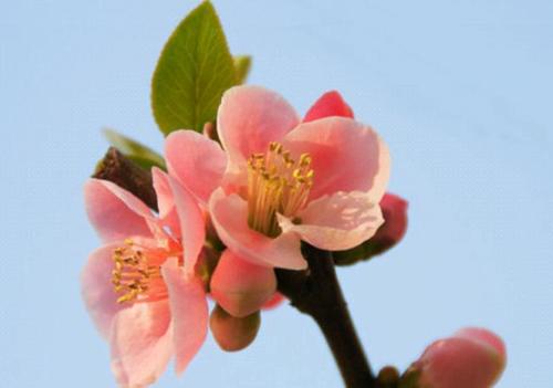 Decorative Fresh Flower