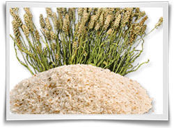 Psyllium Husks