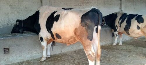 Hf Cow - Breed: Holstein Friesian