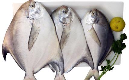 Pomfret Fish