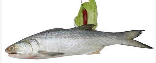 Rawas Indian Salmon Fish