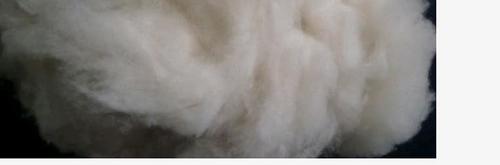 Dehaired And Carded Cashmere Fiber White