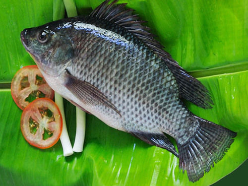 Frozen Black Tilapia Fish (Oreochromis Niloticus)