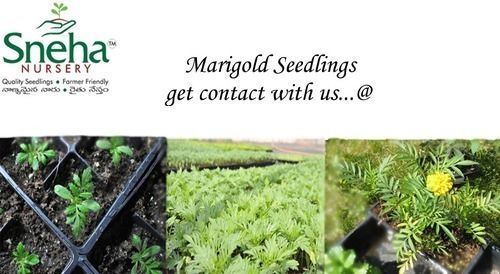 Marigold Seedlings