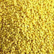 Yellow Millet