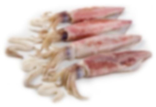 Squid Fish