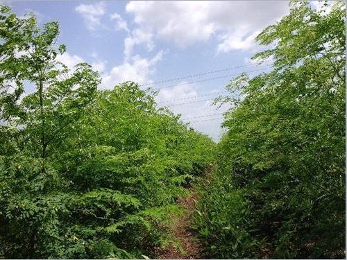 Moringa Oleifera