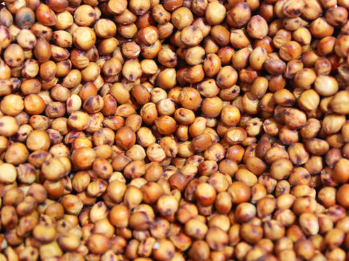 Glutinous Red Sorghum For Human And Animal Consumption