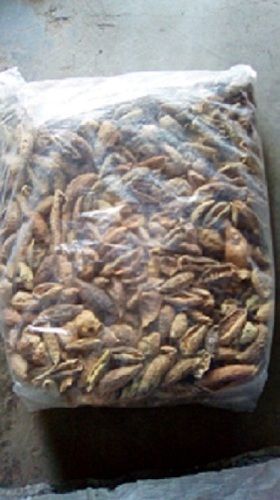 Dry Kothimba Kacheri (Cucumis Callocus)