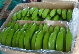 Green Skin Fresh And Nutritious Banana