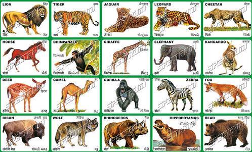 Animal Sticker Chart