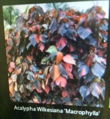 Acalypha Wilkesiana Macrophylla