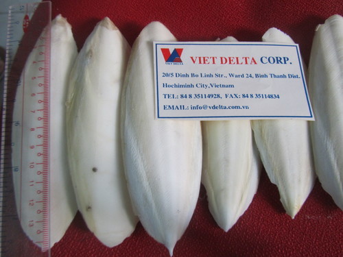 Dry Cuttle Fish Soft Bone For Make Chitosan