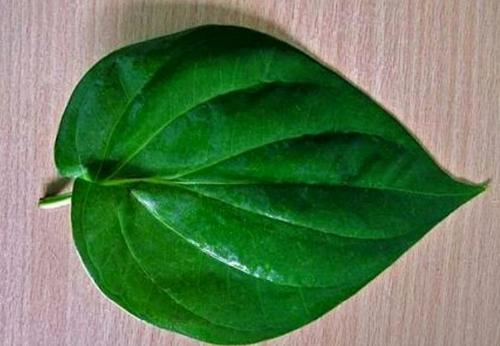 Betel Leaves at Best Price in Tamluk, West Bengal | MELODY ENTERPRISE