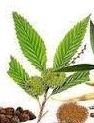 Neem Herbal Extract