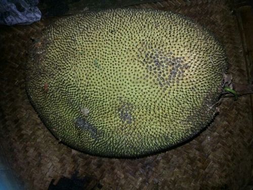 Natural And Fresh Green Jackfruit