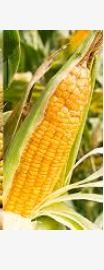 Yellow Maize