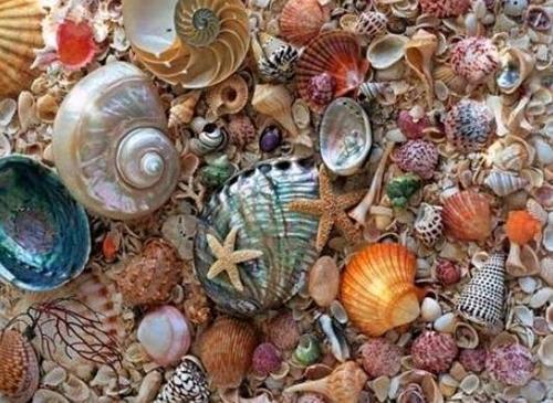 Designer Sea Shell