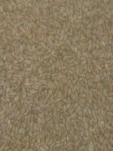 Wheat Chana
