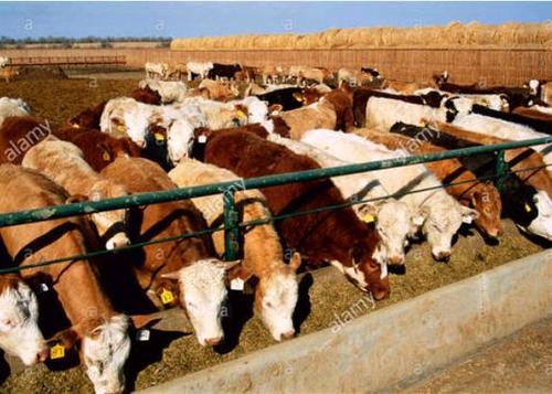 Mix Variety Cattle Feed