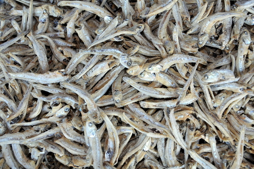 Dried Anchovy Fish