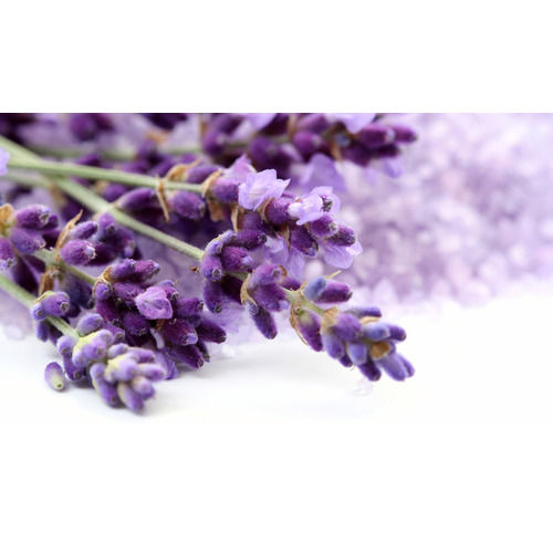 Lavender Oil Raw Material: Flowers