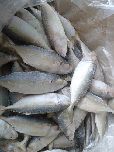 Fresh Frozen Short Body Mackerel