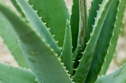 Aloe Vera Plant